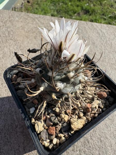 Turbinicarpus macrochele